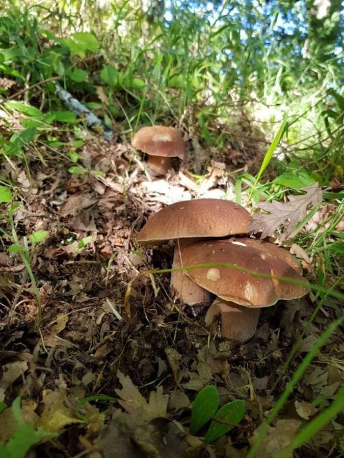 TortoriciValle Maira, Agriturismo Nel Parco Dei Nebrodi别墅 外观 照片
